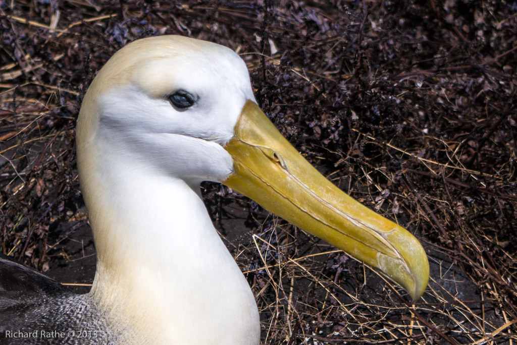 Waved Albatross
