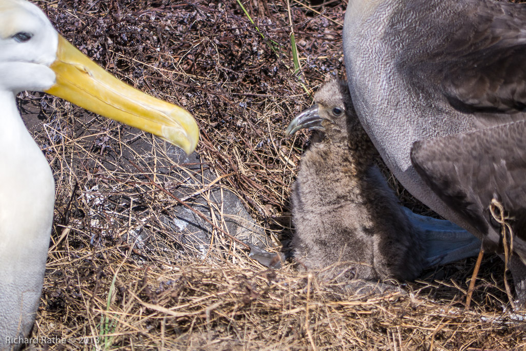 Waved Albatross