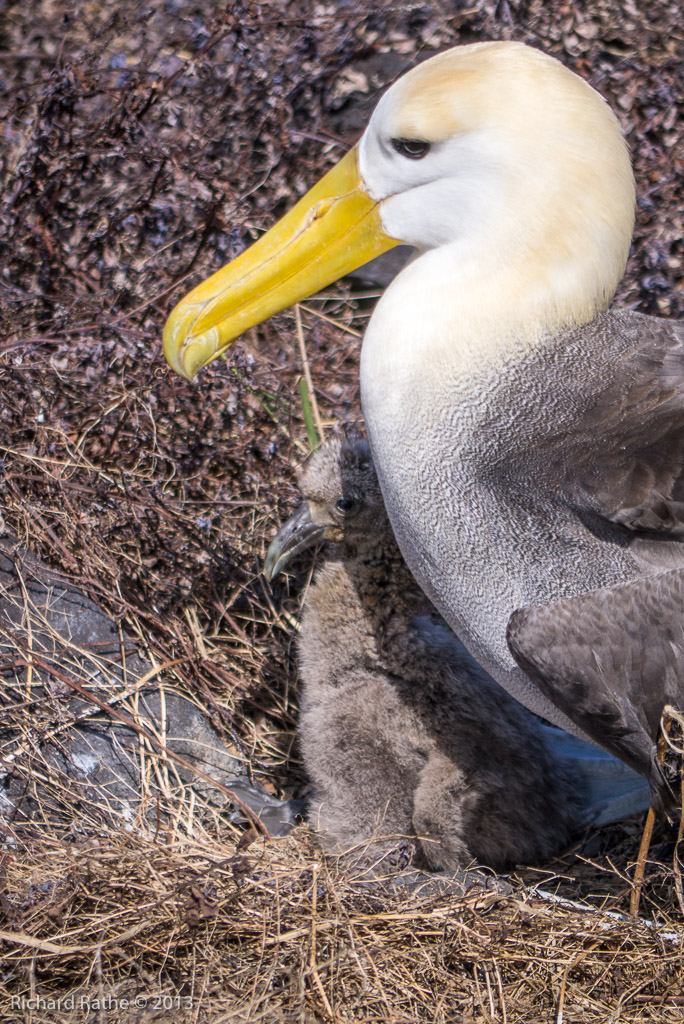 Waved Albatross