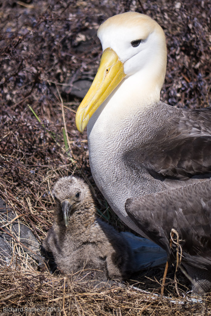 Waved Albatross