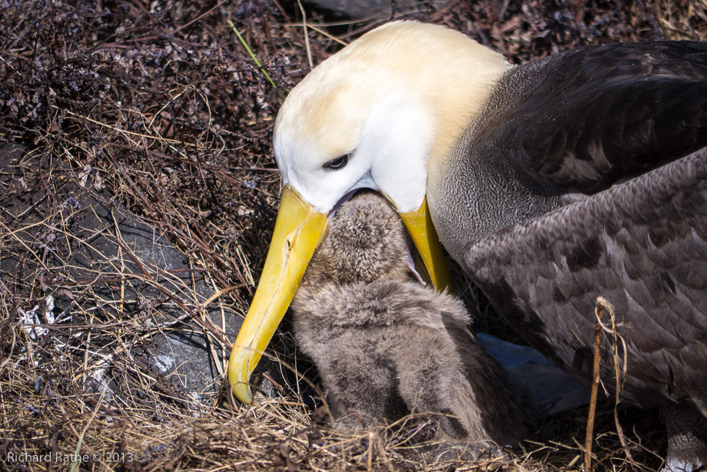 Waved Albatross
