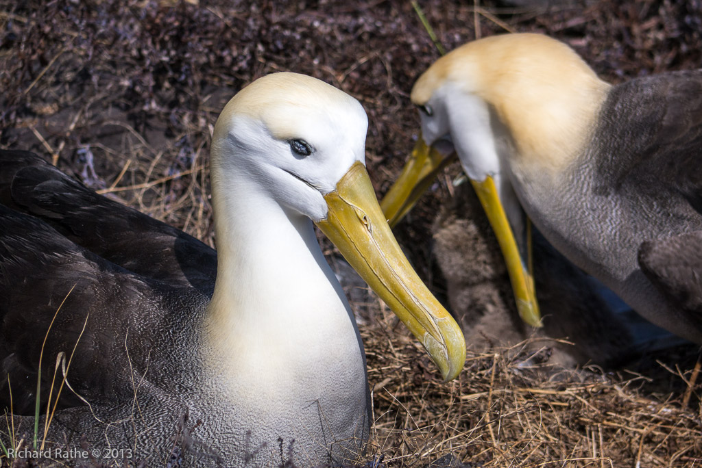 Waved Albatross