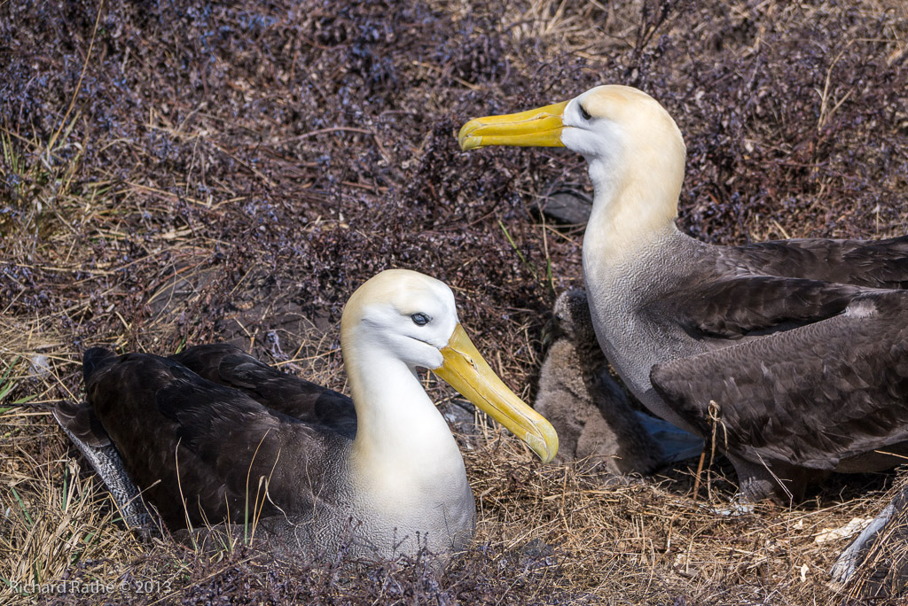 Waved Albatross