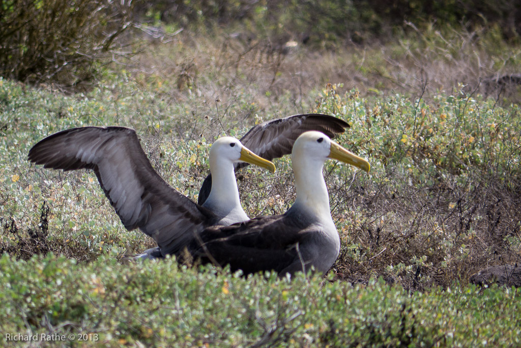 Waved Albatross