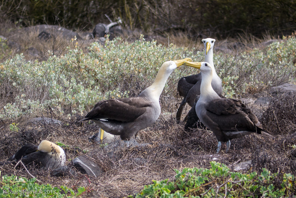 Waved Albatross