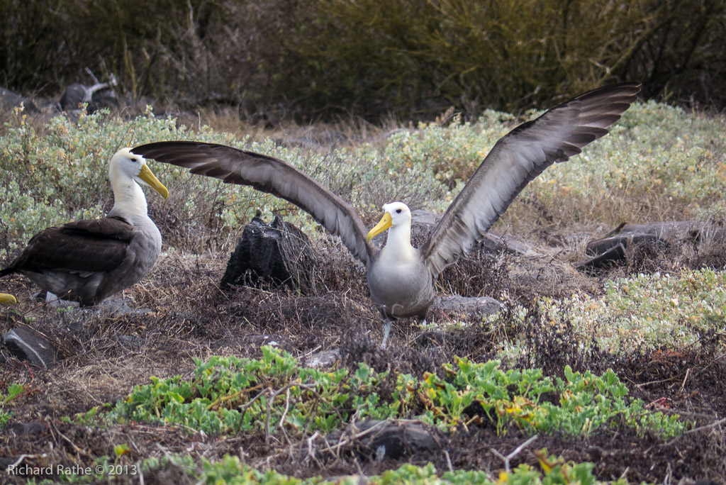 Waved Albatross