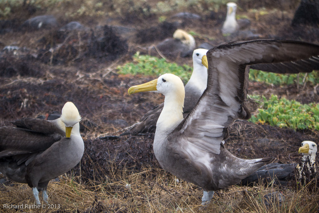 Waved Albatross