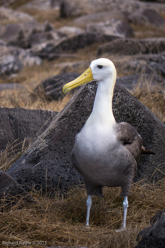 Waved Albatross