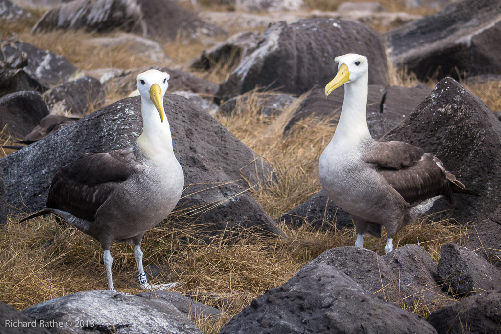 Waved Albatross