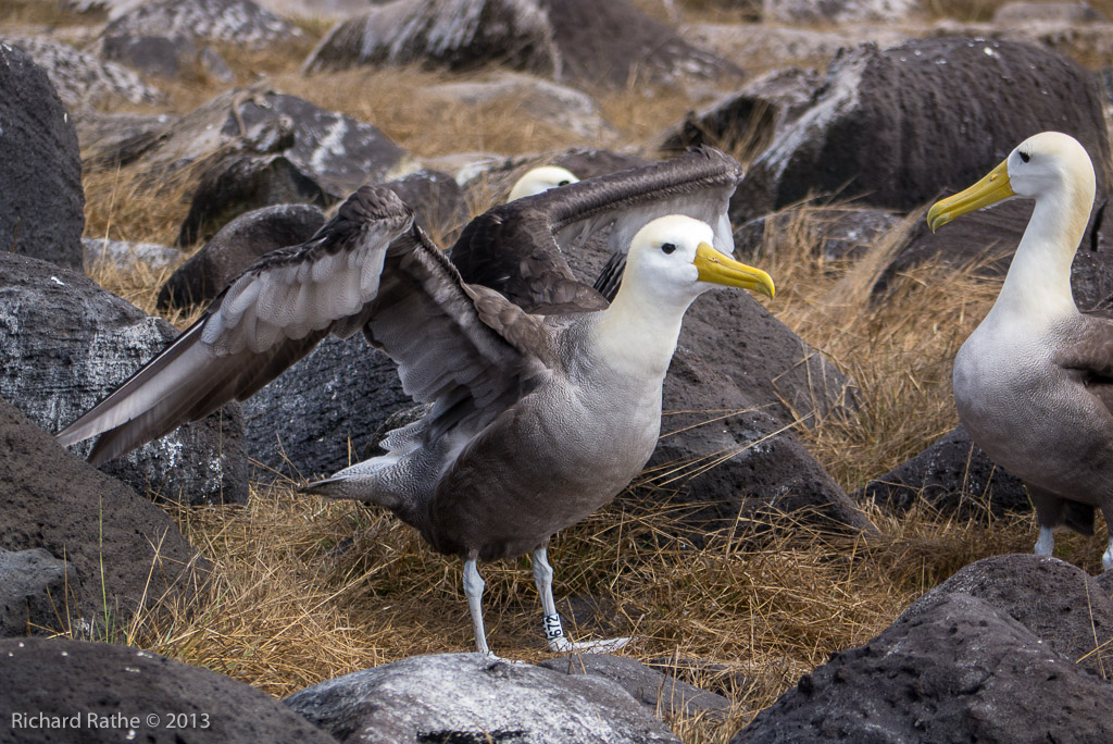 Waved Albatross