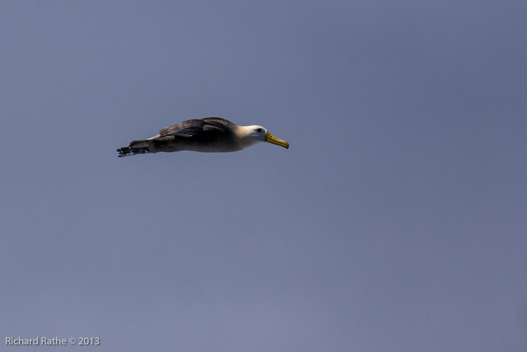 Waved Albatross