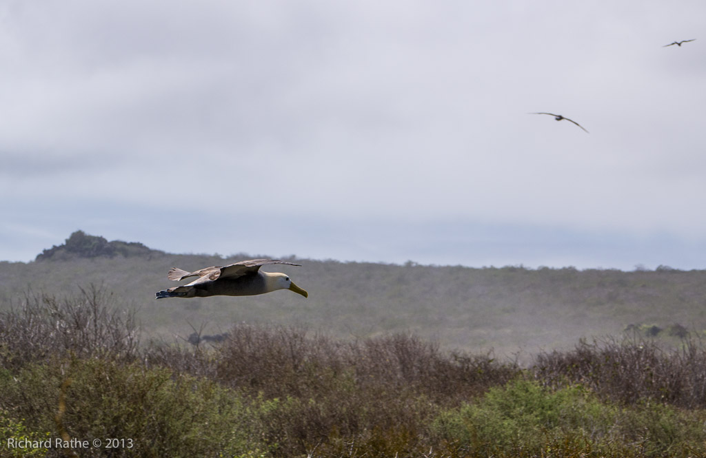 Waved Albatross