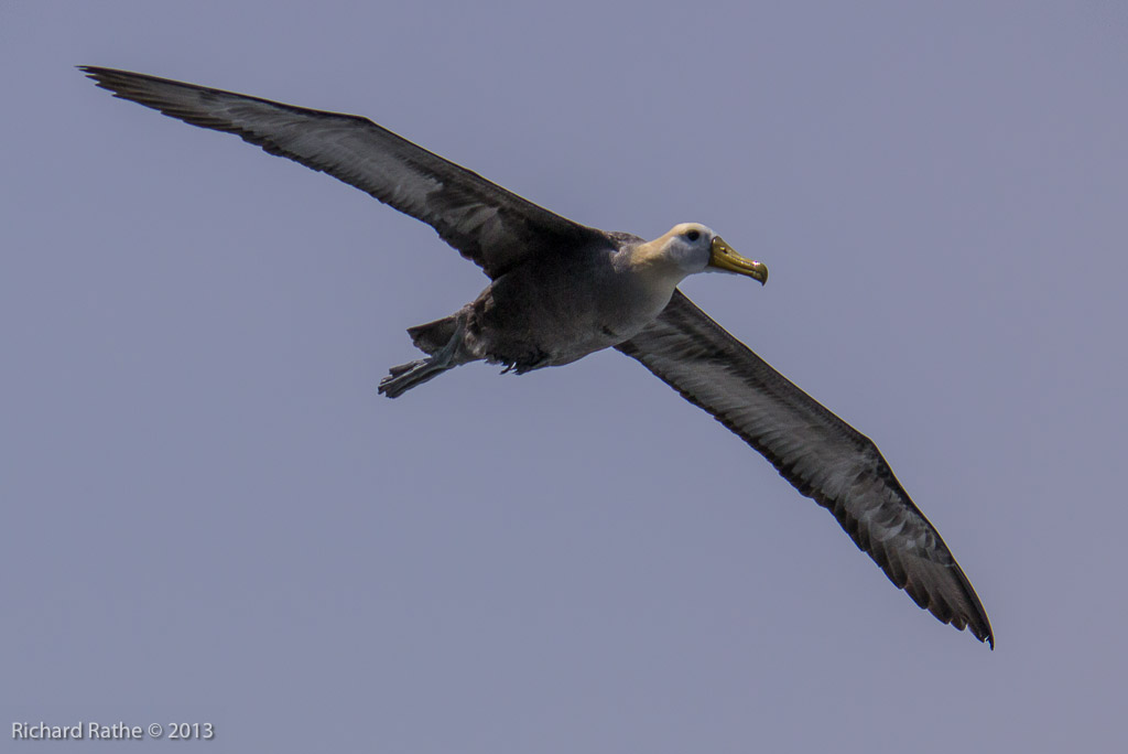 Waved Albatross