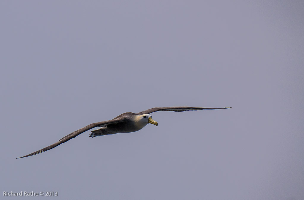 Waved Albatross