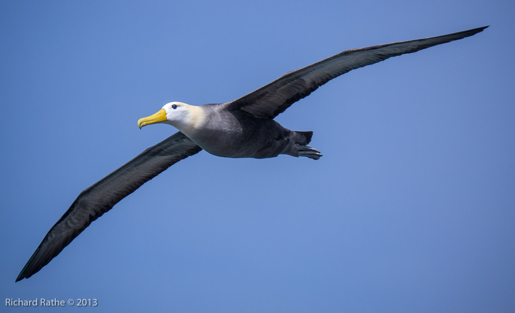 Waved Albatross