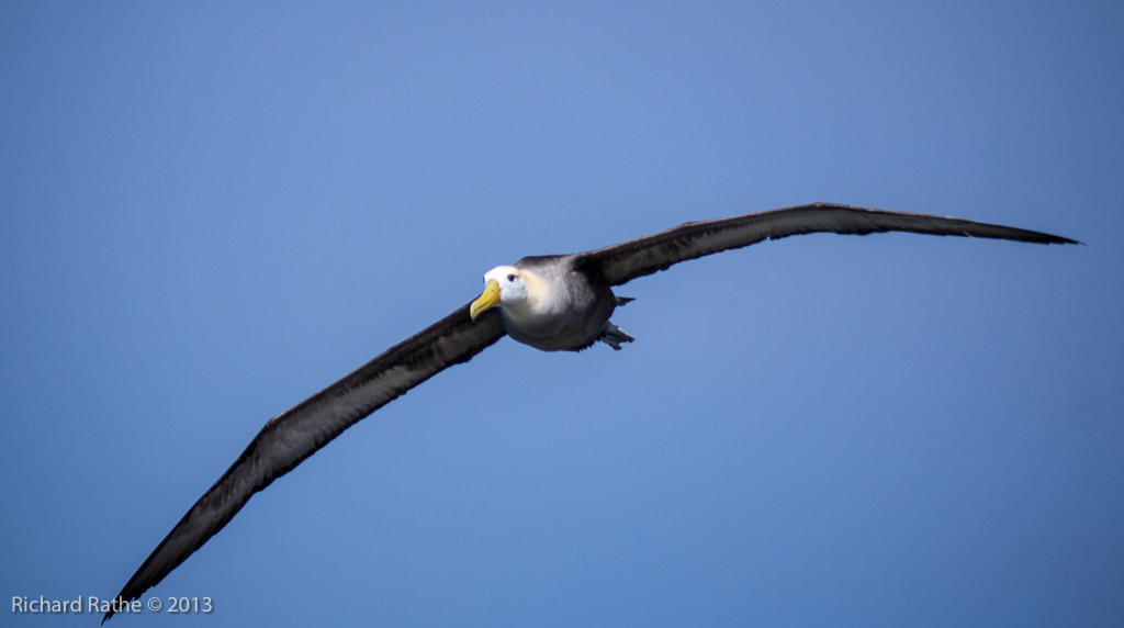 Waved Albatross