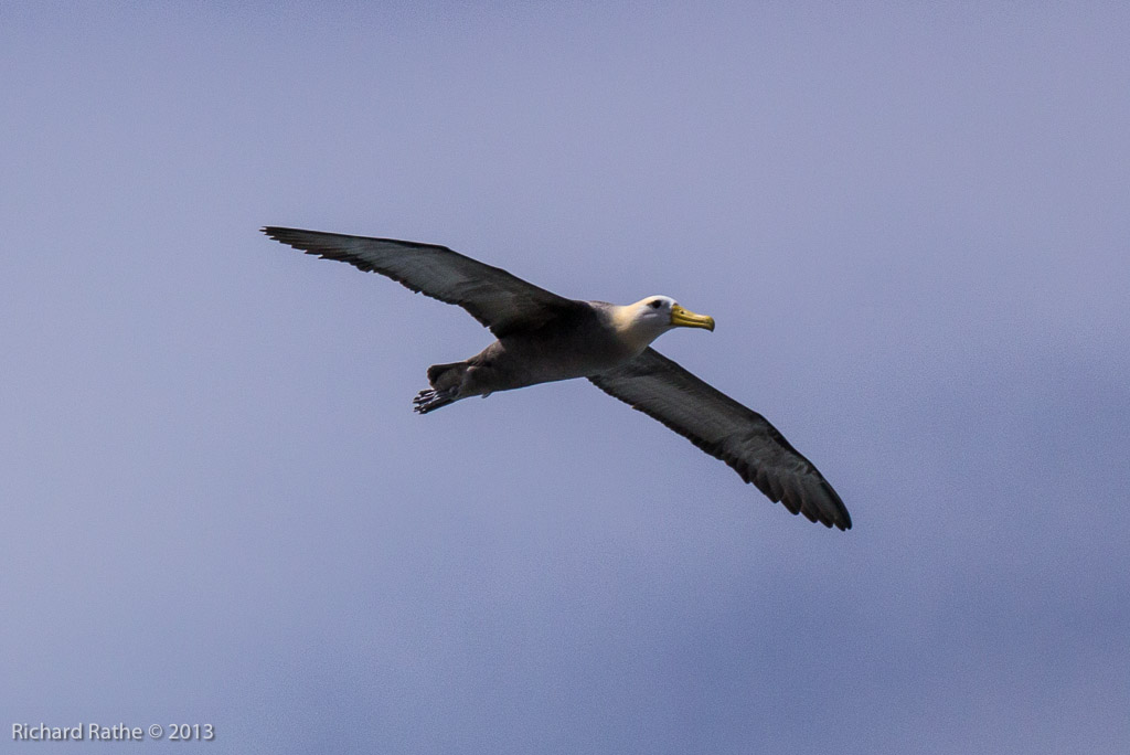 Waved Albatross