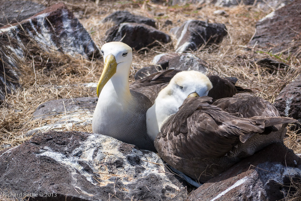 Waved Albatross