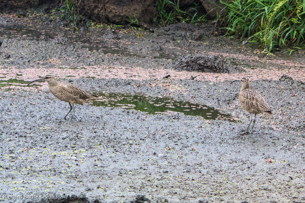 Whimbrel