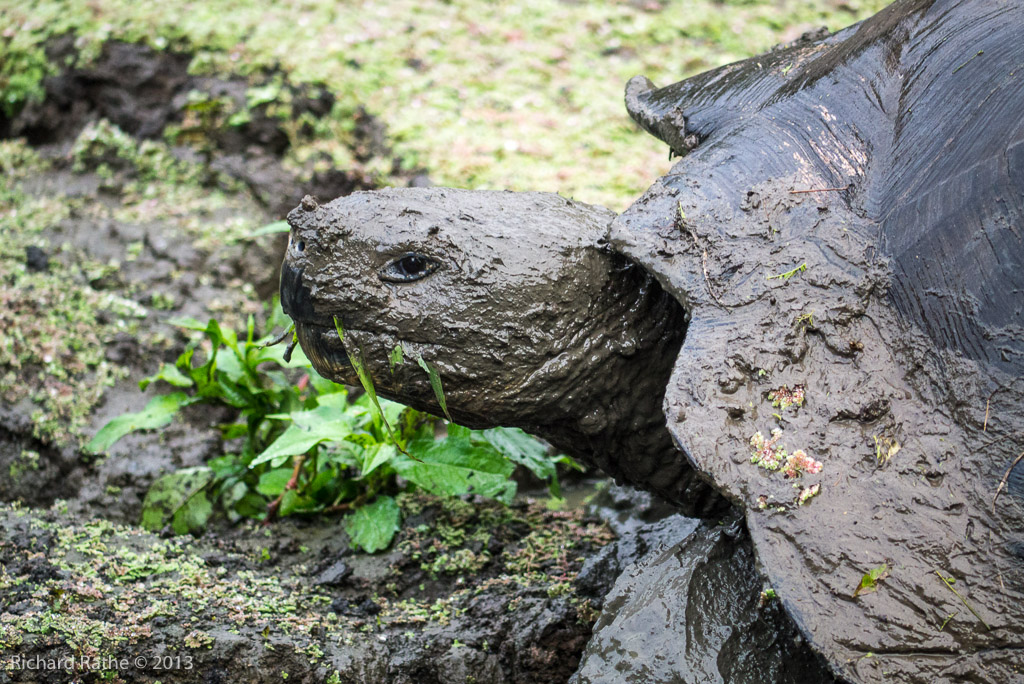 Giant Tortoise