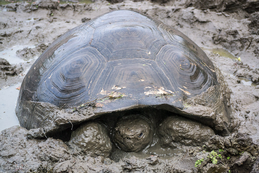 Giant Tortoise