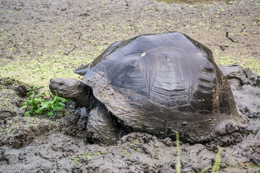 Giant Tortoise