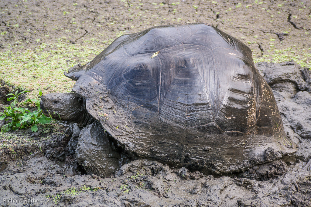 Giant Tortoise