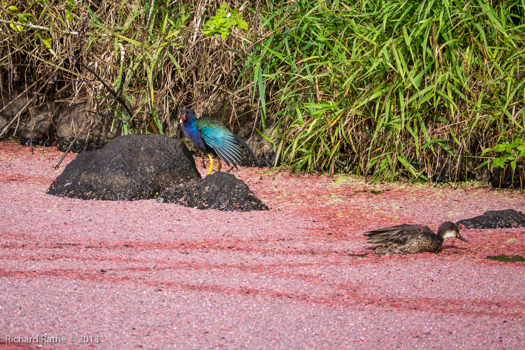 Purple Gallinule