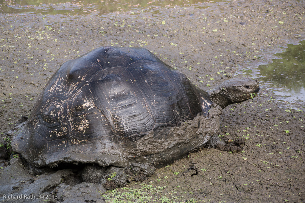 Giant Tortoise