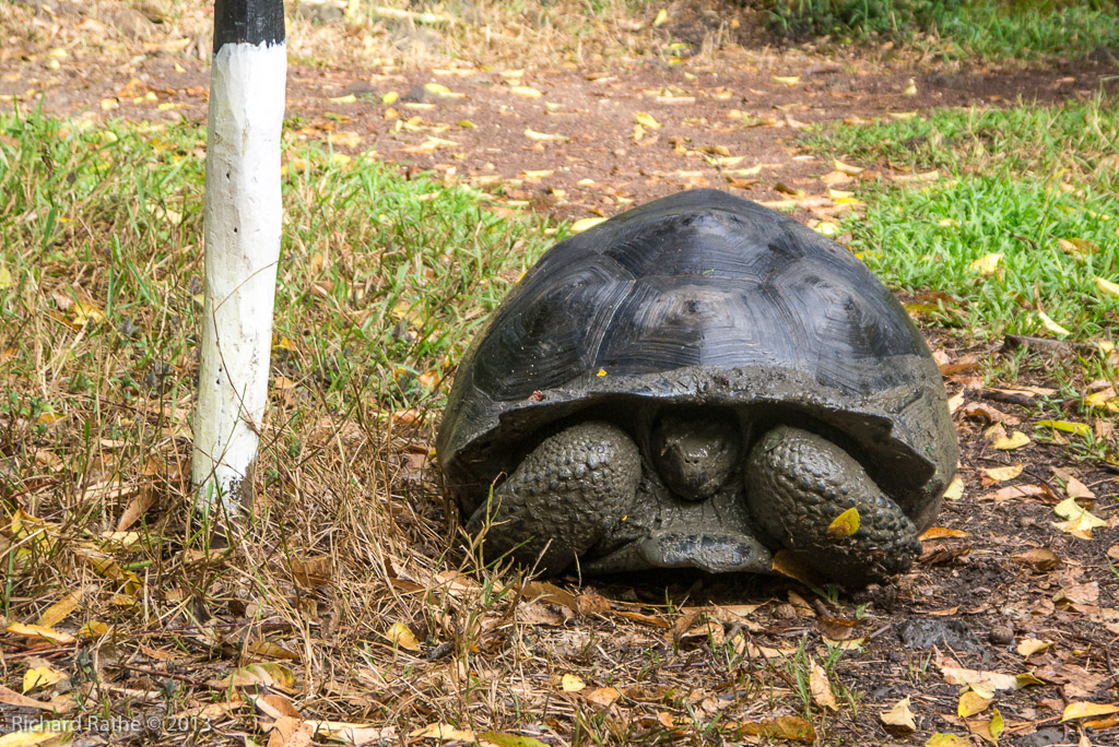 Giant Tortoise
