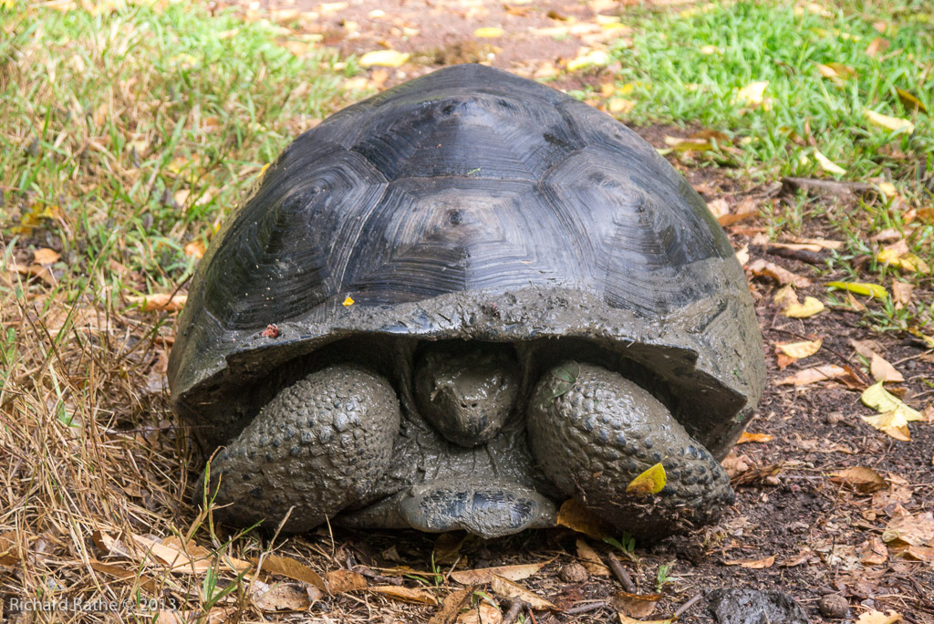 Giant Tortoise