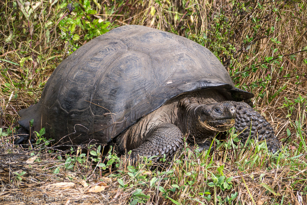 Giant Tortoise