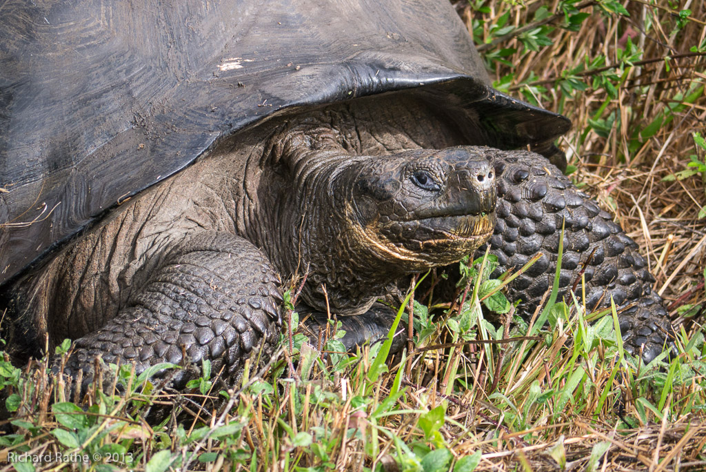 Giant Tortoise