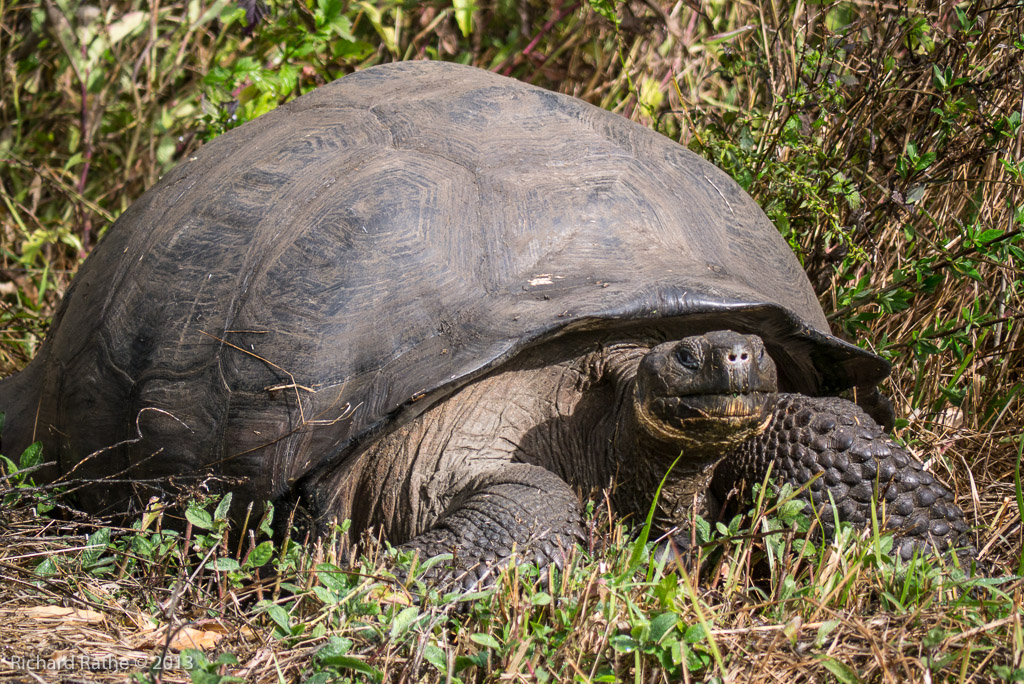 Giant Tortoise