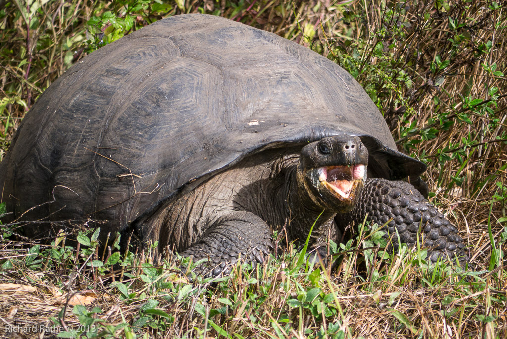 Giant Tortoise