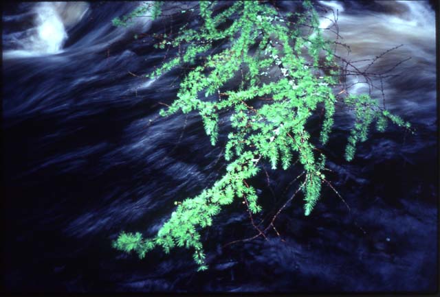 13-waterfall-branch