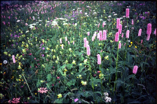 51-swiss-wildflowers