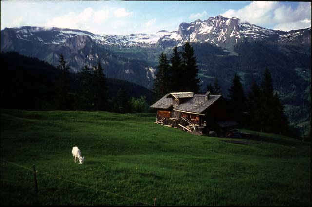 53-swiss-farm