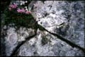 68-rock-flowers