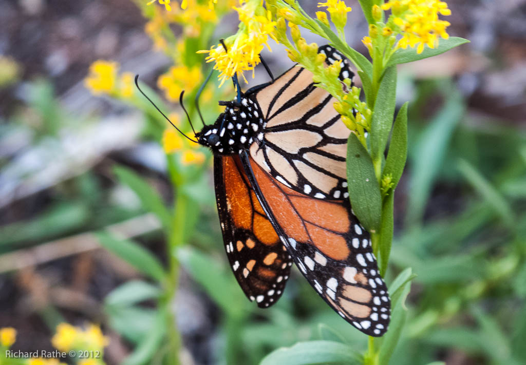 Monarch Feeding