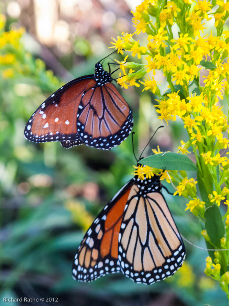 Monarch Feeding