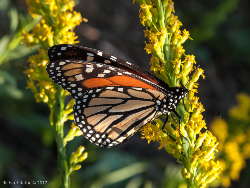 Monarch Feeding
