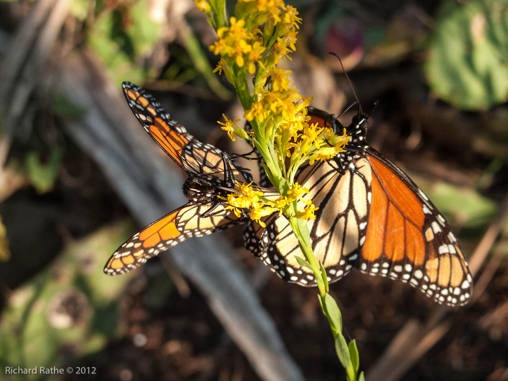 Monarch Feeding