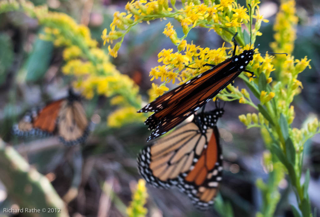 Monarch Feeding