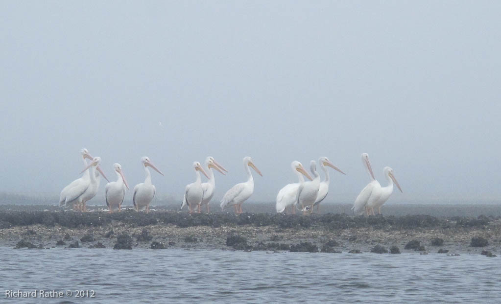 White Pelicans
