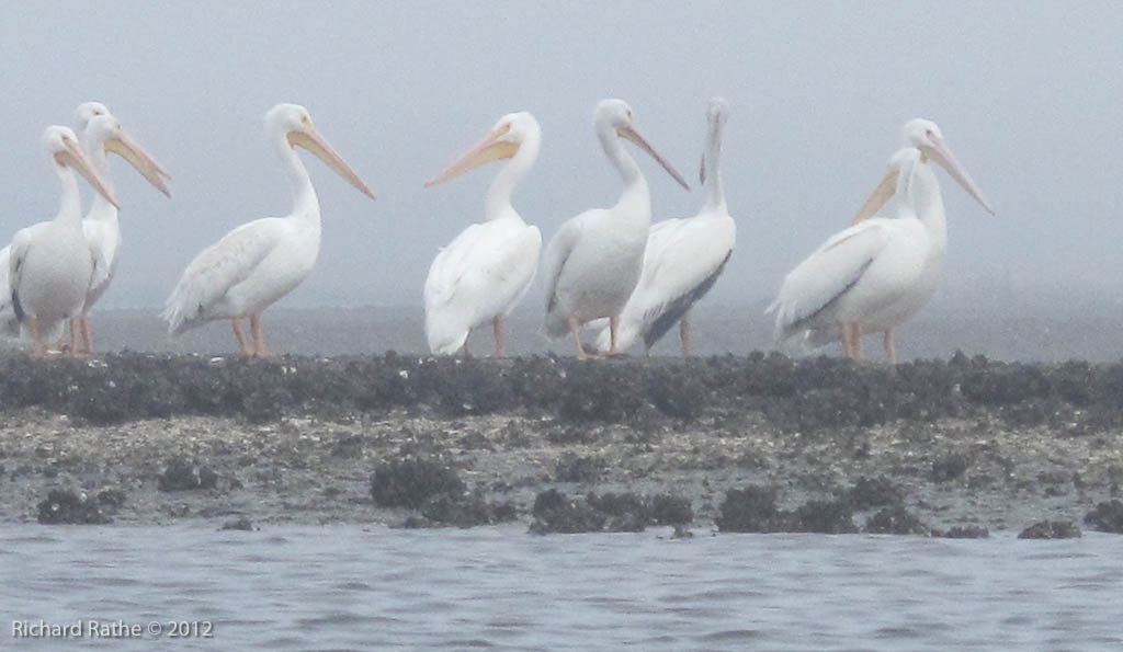 White Pelicans