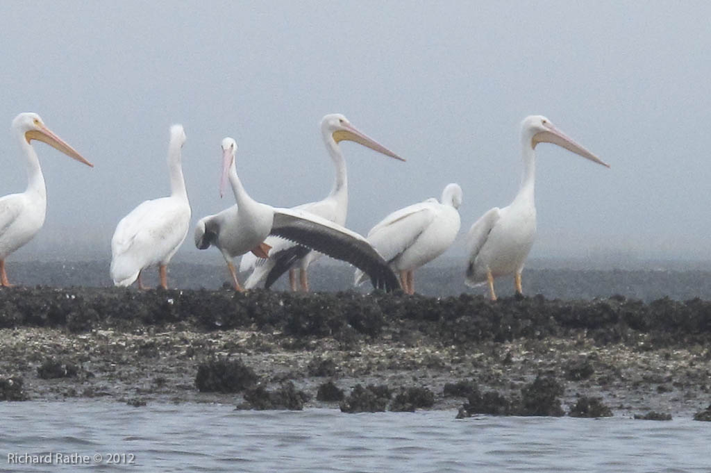 White Pelicans