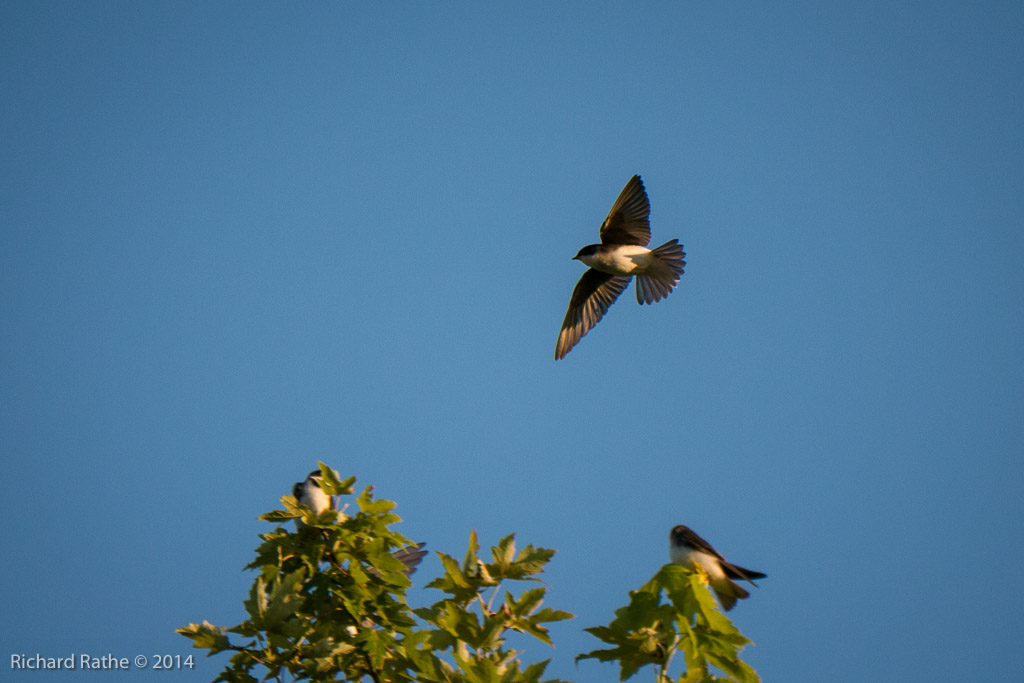 Northern Rough-Winged Swallow