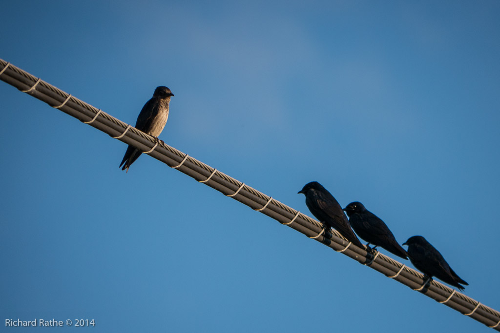 Purple Martin