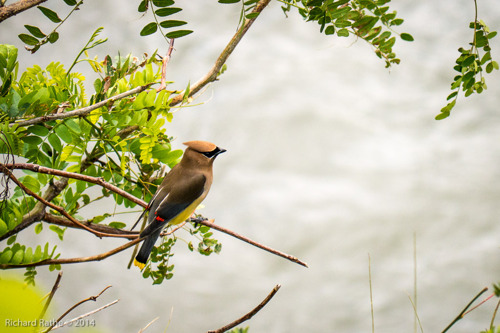 Cedar Waxwing